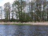 Rzeka Narew