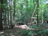 Rezerwat przyrody Zaborów im. Witolda Tyrakowskiego